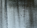 Gaviota Patiamarilla