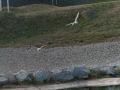 Gaviota Patiamarilla