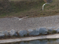 Gaviota Patiamarilla