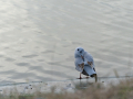 Gaviota Patiamarilla