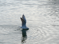 Gaviota Patiamarilla