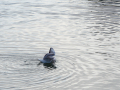 Gaviota Patiamarilla