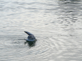 Gaviota Patiamarilla