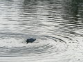 Gaviota Patiamarilla