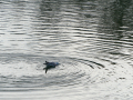 Gaviota Patiamarilla