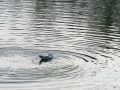 Gaviota Patiamarilla