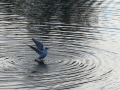 Gaviota Patiamarilla