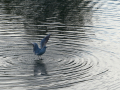 Gaviota Patiamarilla