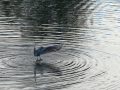 Gaviota Patiamarilla