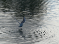 Gaviota Patiamarilla