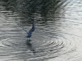 Gaviota Patiamarilla