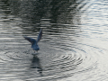 Gaviota Patiamarilla