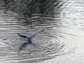 Gaviota Patiamarilla