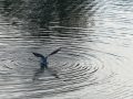 Gaviota Patiamarilla