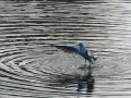 Gaviota Patiamarilla