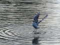 Gaviota Patiamarilla