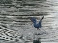 Gaviota Patiamarilla