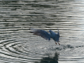 Gaviota Patiamarilla