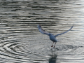 Gaviota Patiamarilla