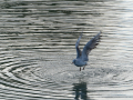 Gaviota Patiamarilla