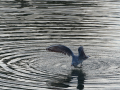 Gaviota Patiamarilla