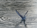 Gaviota Patiamarilla