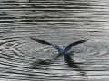 Gaviota Patiamarilla
