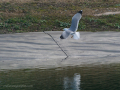 Gaviota Patiamarilla