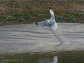 Gaviota Patiamarilla