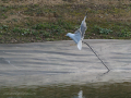 Gaviota Patiamarilla