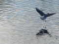 Gaviota Patiamarilla