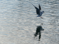 Gaviota Patiamarilla