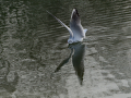 Gaviota Patiamarilla