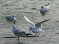 Gaviota Patiamarilla