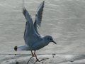 Gaviota Patiamarilla