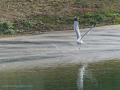 Gaviota Patiamarilla