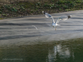 Gaviota Patiamarilla