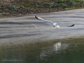 Gaviota Patiamarilla