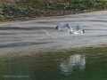 Gaviota Patiamarilla