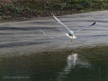 Gaviota Patiamarilla