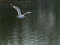 Gaviota Patiamarilla