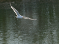 Gaviota Patiamarilla