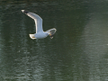 Gaviota Patiamarilla