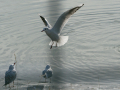 Gaviota Patiamarilla