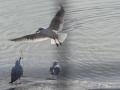 Gaviota Patiamarilla