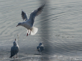 Gaviota Patiamarilla