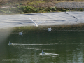 Gaviota Patiamarilla