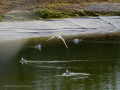 Gaviota Patiamarilla