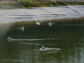 Gaviota Patiamarilla