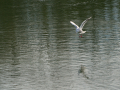 Gaviota Patiamarilla
